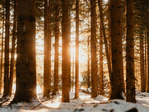 循着日常轨迹，走进情感腹地——2024年散文读札